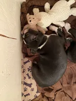 Chubs, a male Boston Terrier for sale in Ramona, CA – 9 of 9