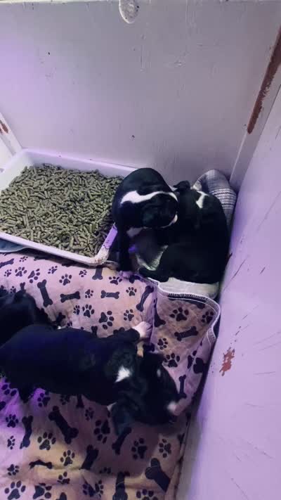 Tiny AKC , a female Boston Terrier for sale in Ramona, CA – 10 of 10