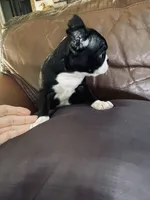 Best friend AKC, a female Boston Terrier for sale in Ramona, CA – 3 of 9