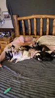 Candy, a female Boston Terrier for sale in Ramona, CA – 8 of 8