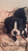Sugar AKC , a female Boston Terrier for sale in Ramona, CA – 3 of 10