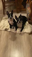 Candy, a female Boston Terrier for sale in Ramona, CA – 4 of 8