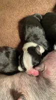 Sugar, a female Boston Terrier for sale in Ramona, CA – 3 of 8