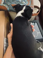 Honey AKC, a female Boston Terrier for sale in Ramona, CA – 3 of 10