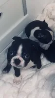 Thor AKC , a male Boston Terrier for sale in Ramona, CA – 3 of 10