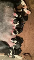 Honey, a female Boston Terrier for sale in Ramona, CA – 7 of 7