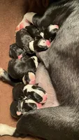Candy, a female Boston Terrier for sale in Ramona, CA – 6 of 8