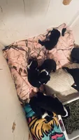 Sugar AKC , a female Boston Terrier for sale in Ramona, CA – 2 of 10