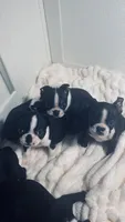 Sugar AKC, a female Boston Terrier for sale in Ramona, CA – 2 of 10