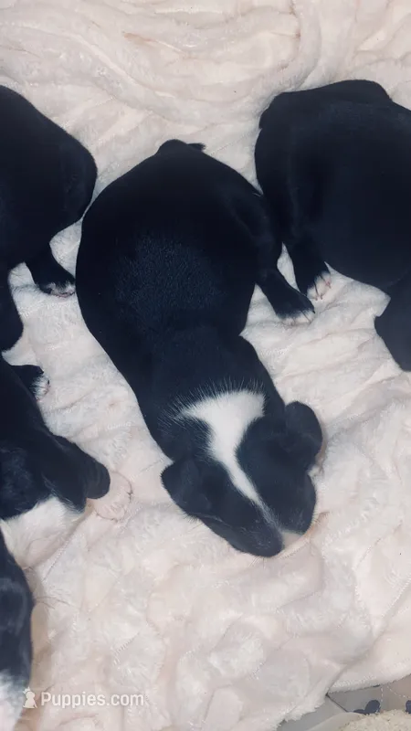 Honey AKC – Boston Terrier puppy for sale in Ramona, CA