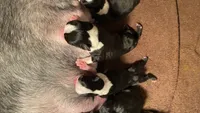 Sugar, a female Boston Terrier for sale in Ramona, CA – 2 of 8