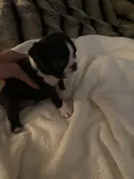 Sugar AKC, a female Boston Terrier for sale in Ramona, CA – 4 of 6