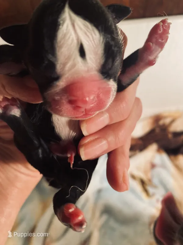 Candy – Boston Terrier puppy for sale in Ramona, CA