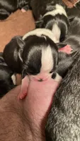 Honey, a female Boston Terrier for sale in Ramona, CA – 1 of 7