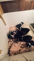 Sugar AKC , a female Boston Terrier for sale in Ramona, CA – 7 of 10
