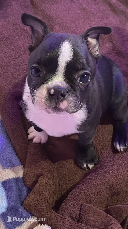 Chubs – Boston Terrier puppy for sale in Ramona, CA