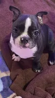 Chubs, a male Boston Terrier for sale in Ramona, CA – 1 of 9
