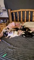 Chubs, a male Boston Terrier for sale in Ramona, CA – 3 of 9