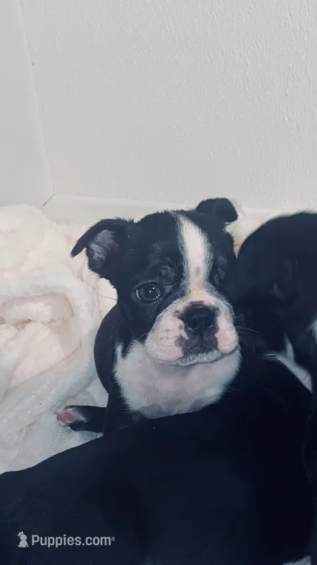 Thor AKC  – Boston Terrier puppy for sale in Ramona, CA