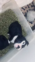 Indi AKC, a male Boston Terrier for sale in Ramona, CA – 4 of 10