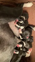 Candy, a female Boston Terrier for sale in Ramona, CA – 5 of 8