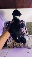 Thor AKC , a male Boston Terrier for sale in Ramona, CA – 7 of 10