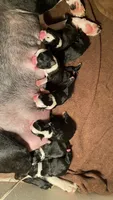 Sugar, a female Boston Terrier for sale in Ramona, CA – 1 of 8