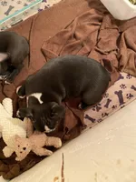 Chubs, a male Boston Terrier for sale in Ramona, CA – 8 of 9