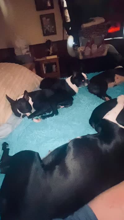 Sugar AKC , a female Boston Terrier for sale in Ramona, CA – 9 of 10
