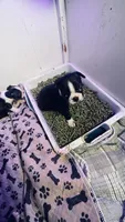 Thor AKC , a male Boston Terrier for sale in Ramona, CA – 5 of 10