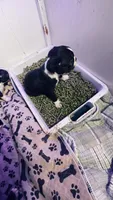 Indi AKC, a male Boston Terrier for sale in Ramona, CA – 9 of 10
