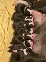 Thor AKC , a male Boston Terrier for sale in Ramona, CA – 9 of 10