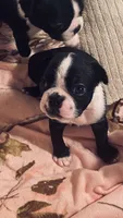 Sugar AKC , a female Boston Terrier for sale in Ramona, CA – 4 of 10