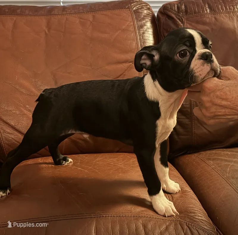 Best friend AKC – Boston Terrier puppy for sale in Ramona, CA