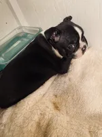 Chubs, a male Boston Terrier for sale in Ramona, CA – 4 of 9