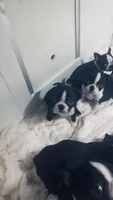Honey AKC, a female Boston Terrier for sale in Ramona, CA – 2 of 10