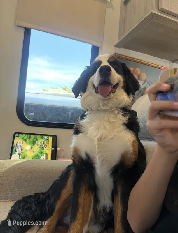 Maple – Bernese Mountain Dog puppy for sale in Brighton, CO