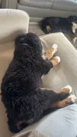 Moose, a male Bernese Mountain Dog for sale in Brighton, CO – 2 of 3