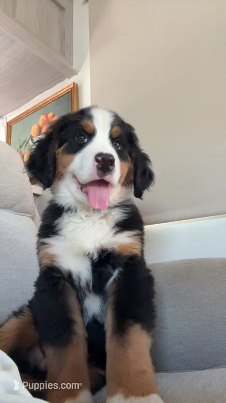 Moose – Bernese Mountain Dog puppy for sale in Brighton, CO