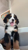 Moose, a male Bernese Mountain Dog for sale in Brighton, CO – 1 of 3
