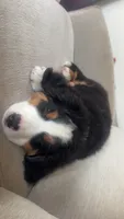 Moose, a male Bernese Mountain Dog for sale in Brighton, CO – 3 of 3