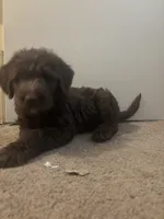 Alex, a female Goldendoodle and Carolina Dog for sale in Hesperia, CA – 3 of 8