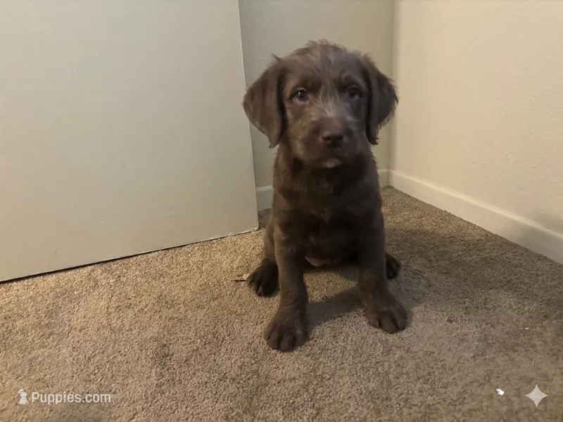 Danni – Goldendoodle, Carolina Dog puppy for sale in Hesperia, CA