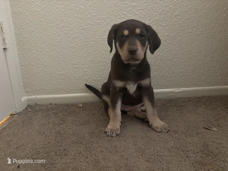 Dapphine  – Goldendoodle, Carolina Dog puppy for sale in Hesperia, CA