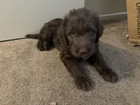 Alex, a female Goldendoodle and Carolina Dog for sale in Hesperia, CA – 5 of 8
