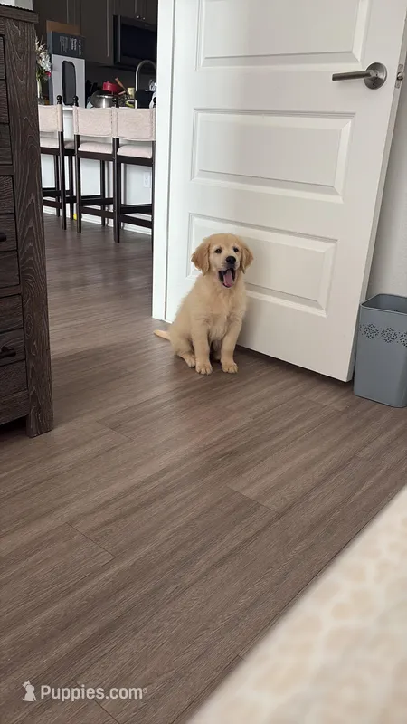 Rio – English Cream Golden Retriever puppy for sale in Tomball, TX
