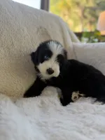 Marlin , a male Miniature Bernedoodle and Miniature Aussiedoodle for sale in Moses Lake, WA – 7 of 9