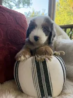 Anchor , a male Miniature Bernedoodle and Miniature Aussiedoodle for sale in Moses Lake, WA – 3 of 10