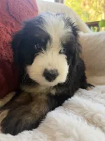 Dune , a male Miniature Bernedoodle and Miniature Aussiedoodle for sale in Moses Lake, WA – 4 of 10