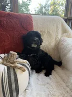 Fin, a male Miniature Bernedoodle and Miniature Aussiedoodle for sale in Moses Lake, WA – 5 of 10